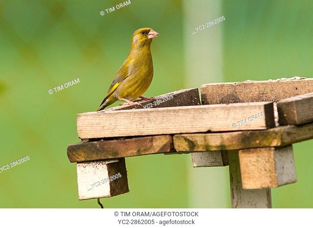 A male Greenfinch (Carduelis chloris) in the Uk