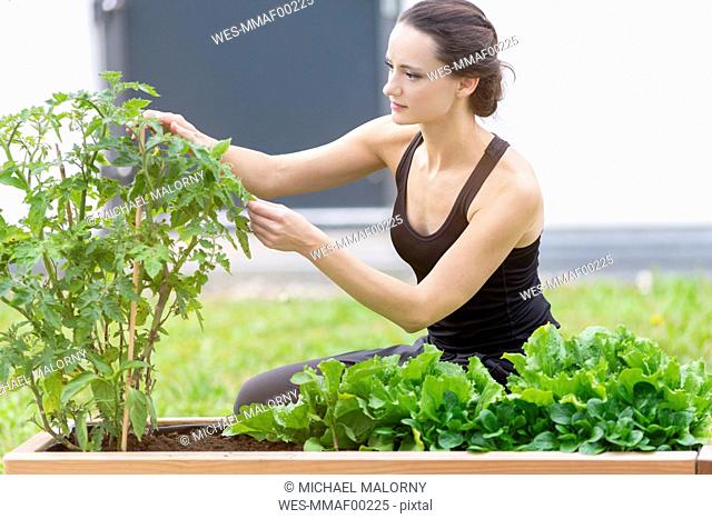Young woman harvesting, bed with salad and herbs in garden