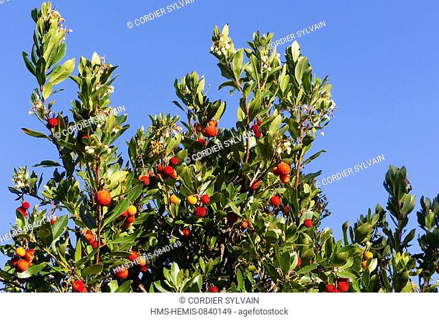 France, Alpes Maritimes, Mandelieu la Napoule, Strawberry Tree, Apple of Cain, or Cane Apple (Arbutus unedo)