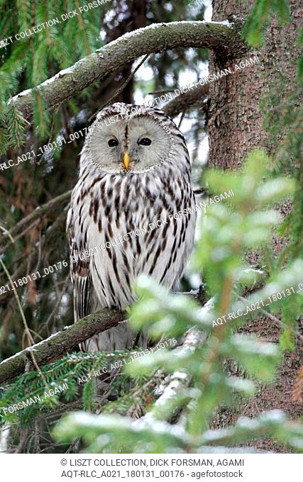 Ural Owl (Strix uralensis) roosting, Ural Owl, Strix uralensis