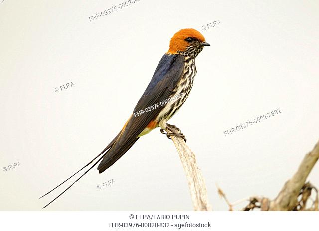 Lesser Striped-swallow Hirundo abyssinica adult, perched on stick, Ruaha N P , Tanzania