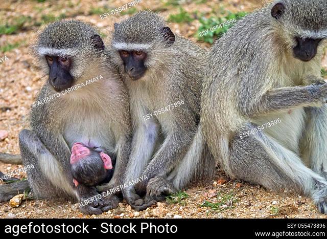 Vervet Monkey, Cercopithecus aethiops, Kruger National Park, Mpumalanga, South Africa, Africa