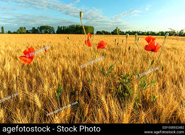 Cereal field with poppies in the French countryside