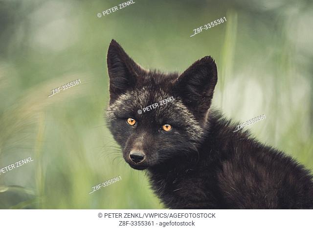 A black colored red fox baby (Vulpus vulpus). Yukon Territory, Canada