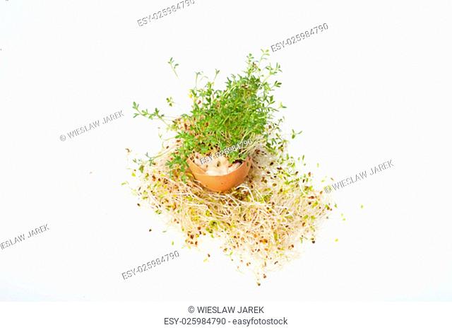 ...Fresh Alfalfa Sprouts and Spring Easter Egg