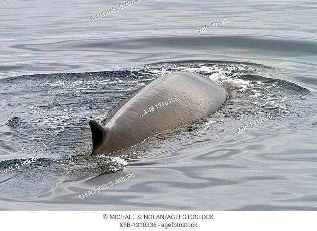 Adult fin whale Balaenoptera physalus sub-surface feeding in the rich waters off the continental shelf off the west side of Spitsbergen in the Svalbard...