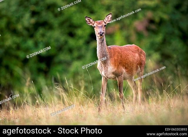 Alert red deer, cervus elaphus, hind looking into camera on a meadow with dry grass in summer. Attentive deer watching and listening in nature with copy space