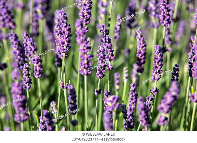 the blooming lavender flowers in Provence, near Sault, France