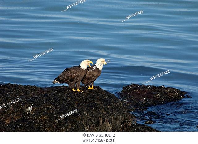 Two bald eagles, Haliaeetus leucocephalus, perched on a rock by water