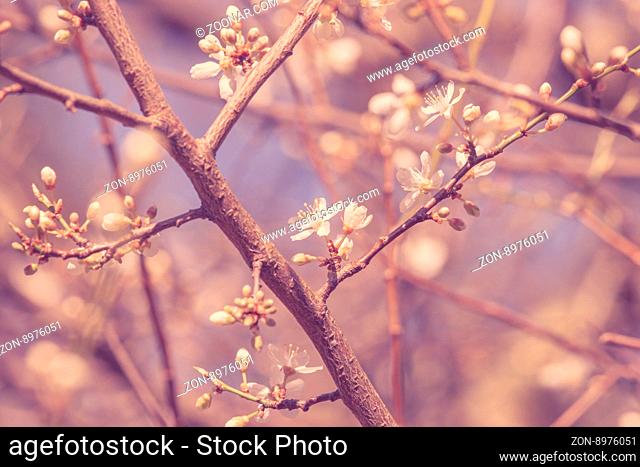Cherry blossom with white flowers in the springtime
