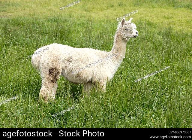 A cute alpaca stands in tall grass near Coeur d'Alene, Idaho