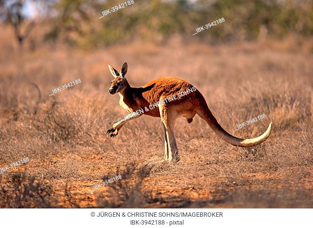 Red Kangaroo (Macropus rufus), adult male, Sturt National Park, New South Wales, Australia