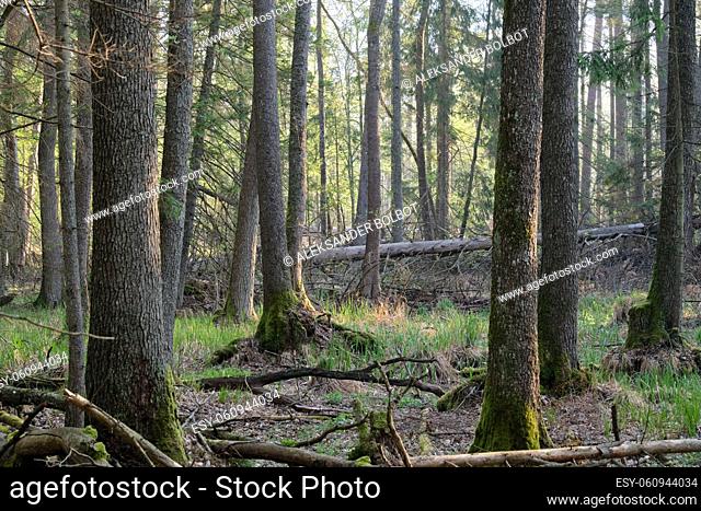 Alder tree deciduous stand in spring with dead trees in foreground, Bialowieza Forest, Poland, Europe