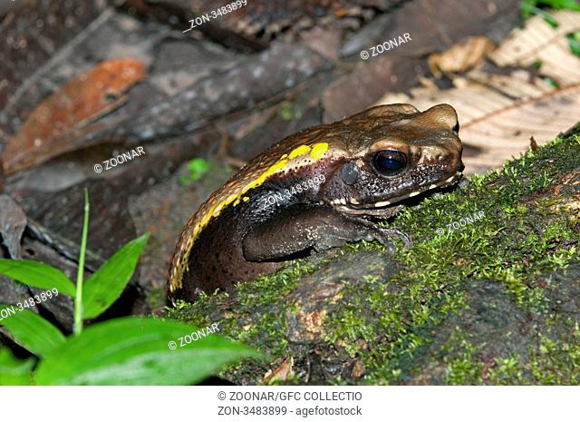 Kröte, Rhinella sp., Tiputini Regenwald, Yasuni Nationalpark, Ekuador / Toad, Rhinella sp., Tiputini rain forest, Yasuni National Park, Ecuador