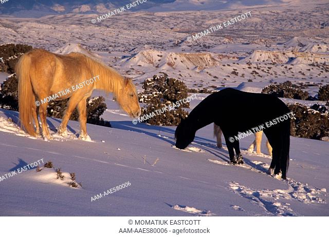 Wild Mustang Mare & Harem Stallion in Winter Pryor Mtn. WHR/MT