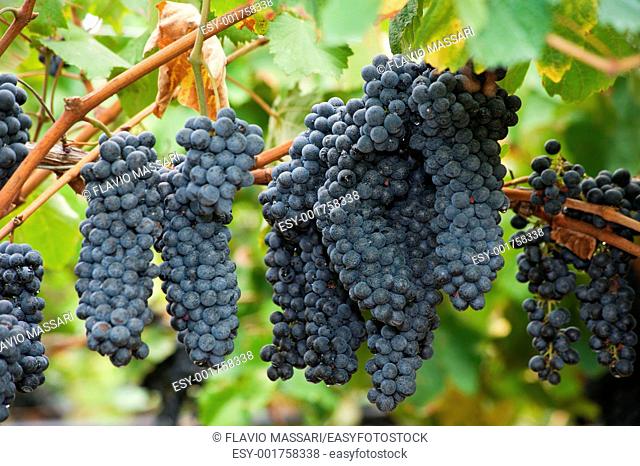 Lambrusco ripened grapes hanging in a vineyard in Salento region, South East Italy
