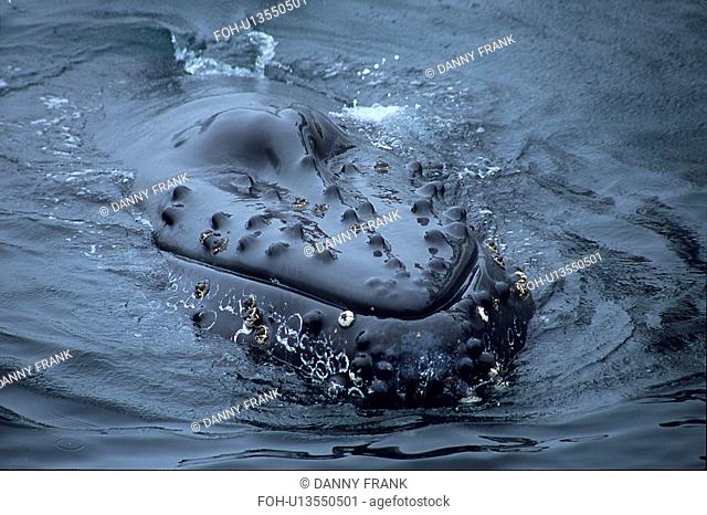 Humpback whale, Megaptera novaeangliae , spy hopping, note barnacles, Monterey Bay, California, USA