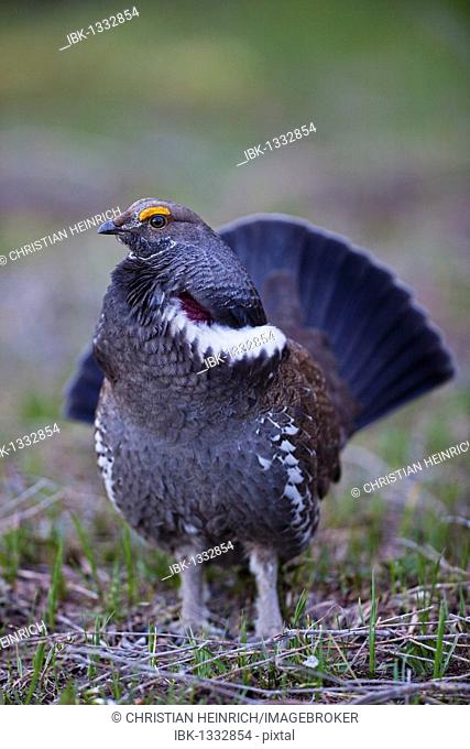 Dusky Grouse (Dendragapus obscurus) displaying, Grand Teton National Park, Wyoming, America, United States