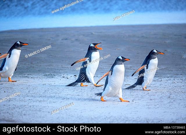 Gentoo Penguins (Pygocelis papua) walking on the beach, Sea Lion Island, Falkland Islands, South America