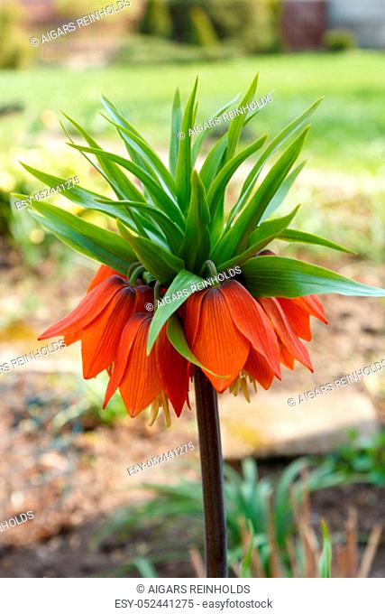 Fower Crown imperial or Fritillaria imperialis in the garden