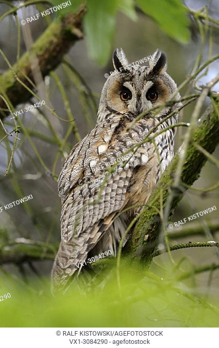Adult Long-eared Owl (Asio otus) perched in a tree, watches attentively towards the camera, wildlife, Europe