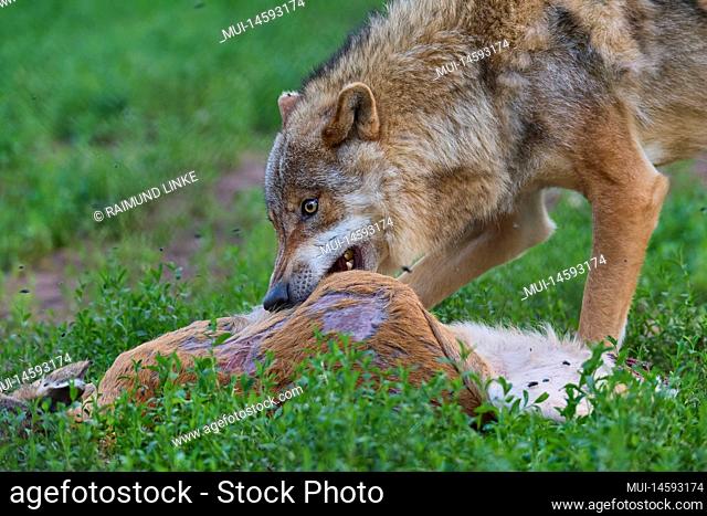 Wolf (Canis lupus), with prey, roe deer, captive