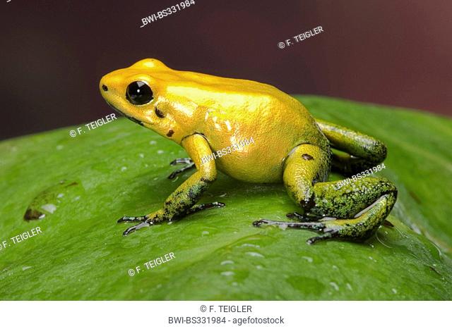 Black-Legged Poison Frog (Phyllobates bicolor), on a leaf