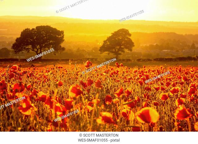 UK, Scotland, Midlothian, Poppy field at sunset