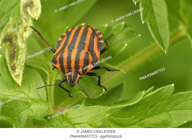 black and red striped bug Graphosoma italicum, Graphosoma lineatum - De Mortelen en Heerenbeek, Oirschot, North Brabant, The Netherlands, Holland, Europe
