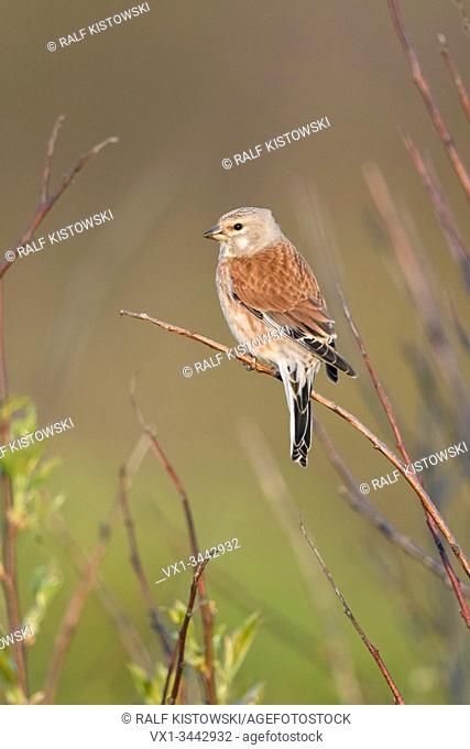 Common Linnet / Bluthänfling ( Carduelis cannabina ), male bird in breeding dress, perched in buches, nice, backside view, spring, wildlife, Europe