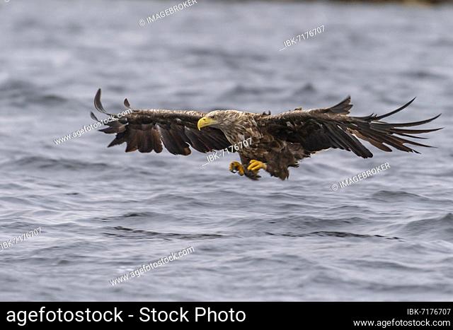White-tailed eagle (Haliaeetus albicilla), bird of prey, in flight, prey strike, Lauvsnes, North Trondelag, Norway, Europe