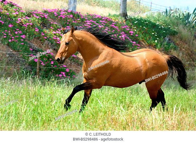 Quarterhorse (Equus przewalskii f. caballus), running on paddock, Portugal