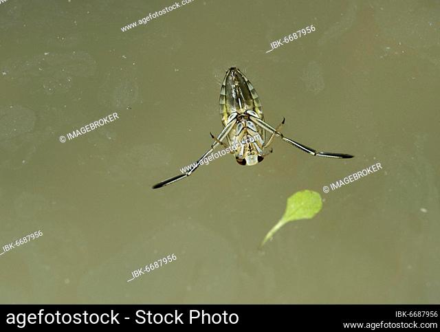 Ventral side of the water bug common backswimmer (Notonecta glauca), Switzerland, Europe