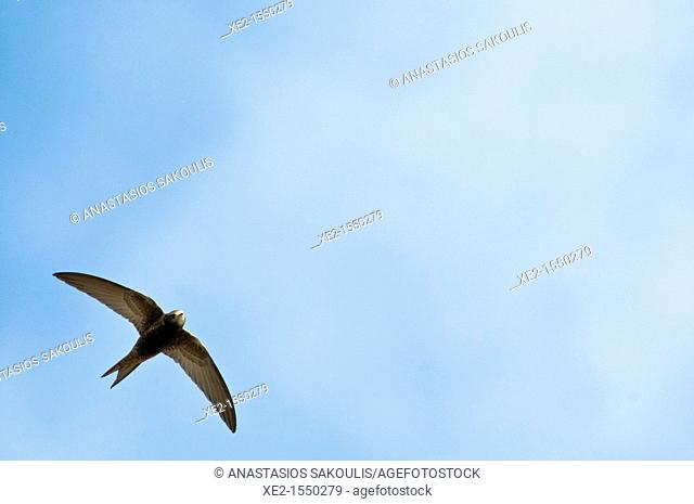 Common Swift - Apus apus, Crete