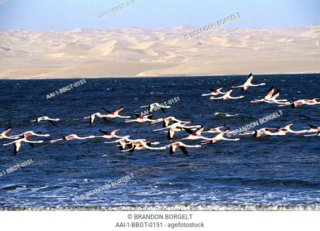 Flamingo, Hottentots Bay, Namibia