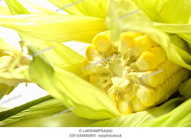 Corn on isolated white background