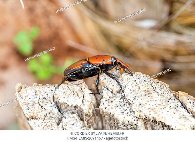 France, Alpes-Maritimes, Mandelieu la Napoule, Red palm weevil (Rhynchophorus ferrugineus), pest which attacks palm trees from Asia