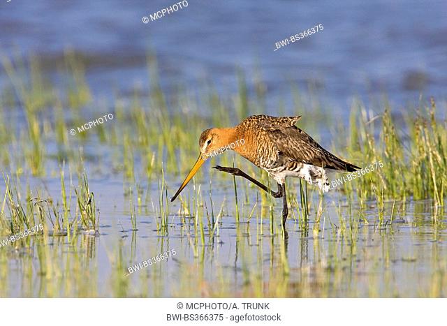 black-tailed godwit (Limosa limosa), searching food in shallow water, Austria, Burgenland