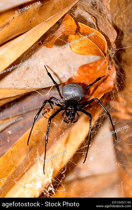 giant spider Nephilengys livida is a nephilid spider they are common in human dwellings. Masoala National park, Toamasina province