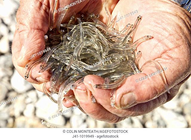 Whitebait, handful after single trawl with net, Neil's beach, Jackson's Bay, South Westland New Zealand