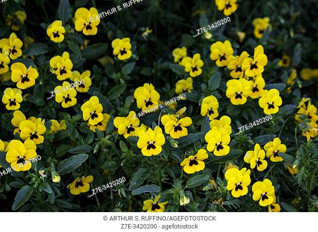 Bed of yellow pansies (Viola tricolor). Italy, Europe
