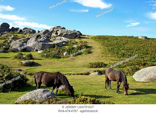 Dartmoor ponies, Bonehill Rocks, Dartmoor National Park, Devon, England, United Kingdom, Europe