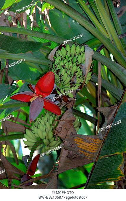 banana (Musa spec.), inflorescence and young fruits, Costa Rica