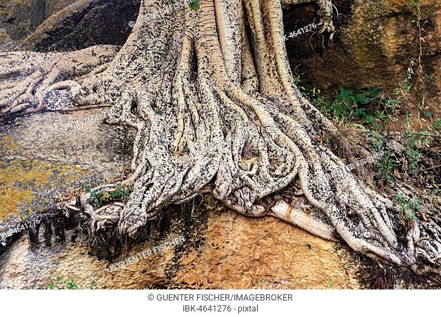 Roots of the Large-fruited Sycamore Fig (Ficus sycomorus), Hawzen, Tigray, Ethiopia