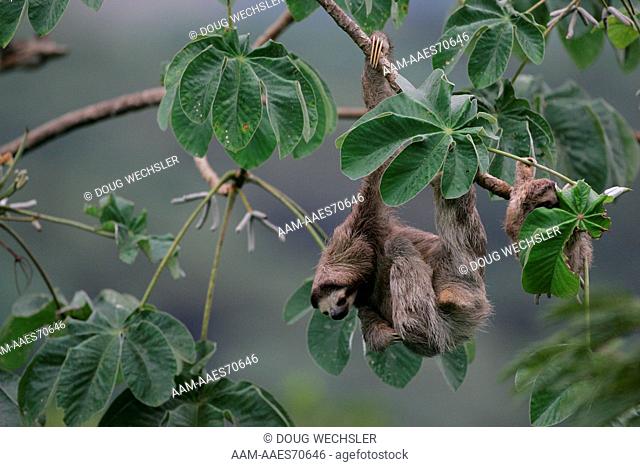 Three-toed Sloth (Bradypus) in Cecropia tree Canopy, Tower Lodge, Panama