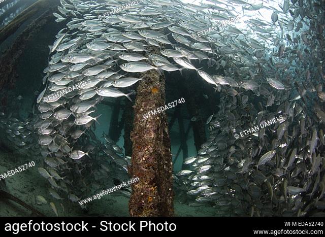 Shoal of Yellowstripe Scad under Jetty, Selaroides leptolepis, Raja Ampat, West Papua, Indonesia