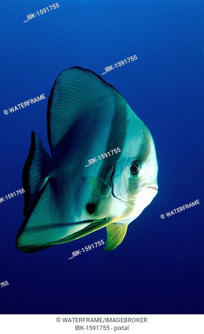 Dusky Batfish or Red Faced Batfish (Platax pinnatus), Maldive Islands, Indian Ocean
