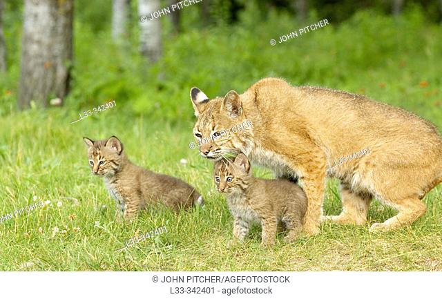 Bobcat (Lynx rufus), mother and kids explore new area