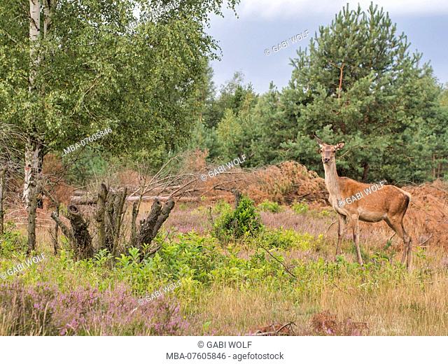 fallow deer, dama dama, female, in a clearing