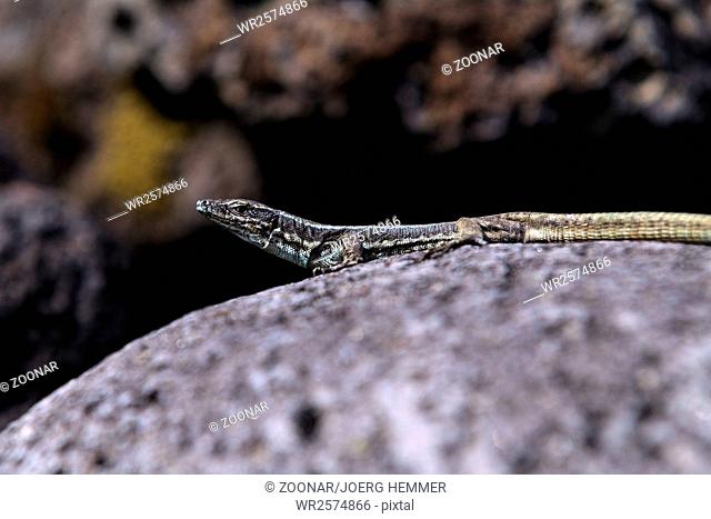 Teira dugesii, Lacerta dugesii, Madeira wall lizard